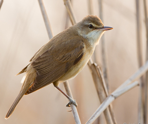 Охилбялзуухай (Их охилбялзуухай)